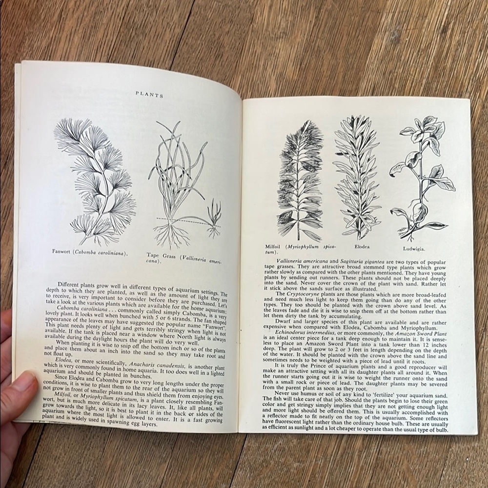 Tropical Fish Guide by Herbert R. Axelrod - Picture 6 of 11